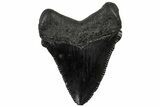 Serrated, Juvenile Megalodon Tooth - South Carolina #310501-1